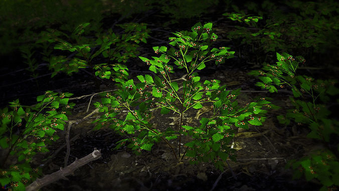 Korean Endemic Species Plant - 4 Ulleung raspberry Tree Low-poly 3D model 3