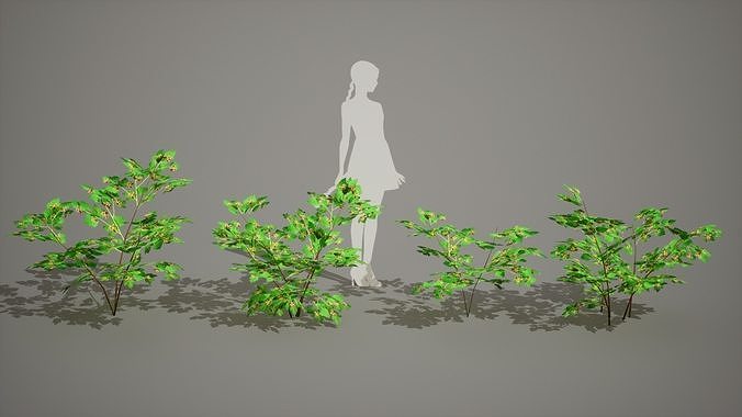 Korean Endemic Species Plant - 4 Ulleung raspberry Tree Low-poly 3D model 4