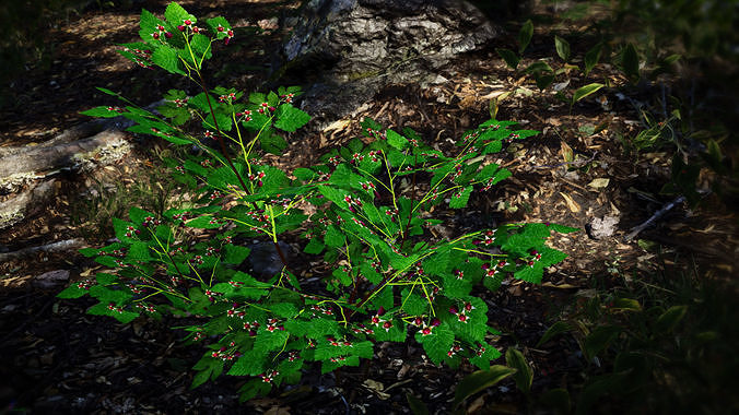 Korean Endemic Species Plant - 4 Ulleung raspberry Tree Low-poly 3D model 2