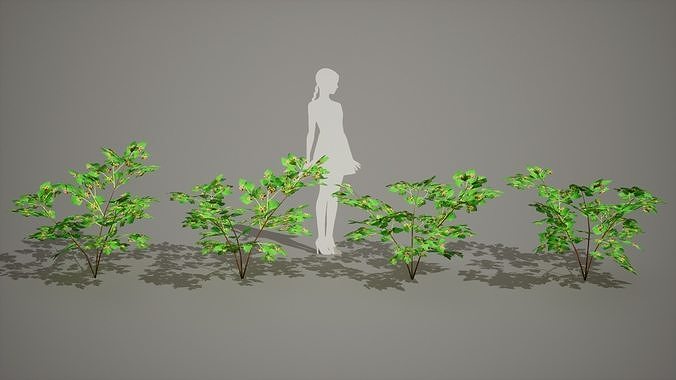 Korean Endemic Species Plant - 4 Ulleung raspberry Tree Low-poly 3D model 5