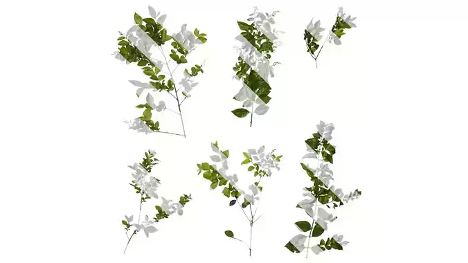 Anydrafts Ligustrum quihoui Atlas 11