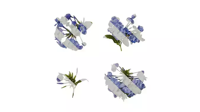 Anydrafts Plumbago auriculata Atlas 06