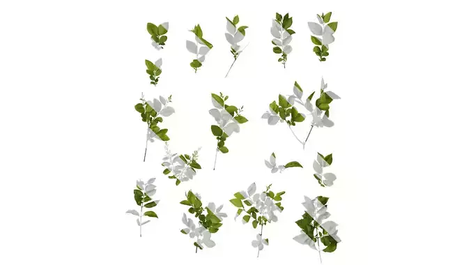 Anydrafts Ligustrum quihoui Atlas 12