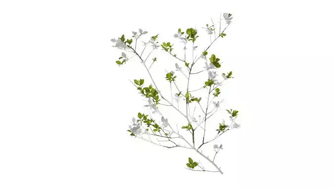 Anydrafts Ligustrum quihoui Atlas 13