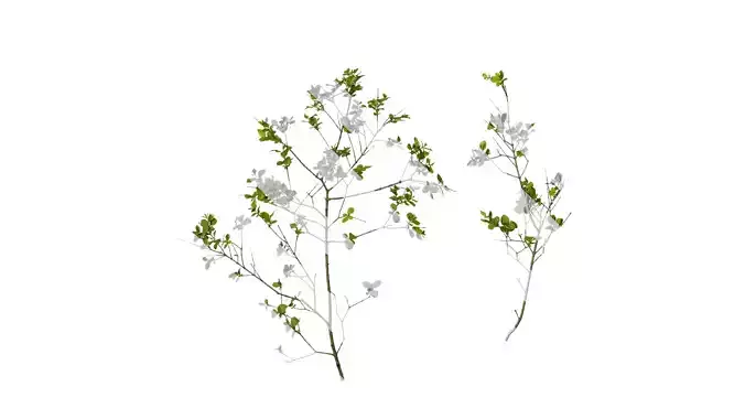 Anydrafts Ligustrum quihoui Atlas 14