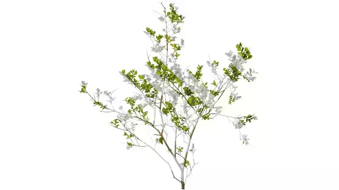 Anydrafts Ligustrum quihoui Atlas 15