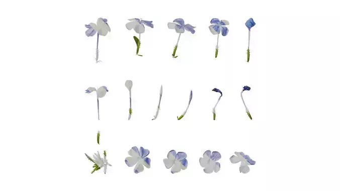 Anydrafts Plumbago auriculata Flower 05