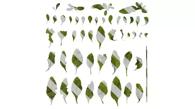 Anydrafts Plumbago auriculata Leaf 01