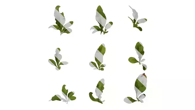 Anydrafts Plumbago auriculata Leaf 03