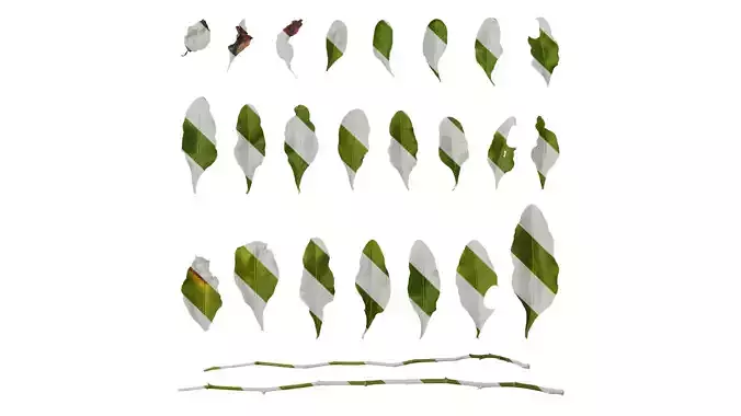 Anydrafts Plumbago auriculata Leaf 04