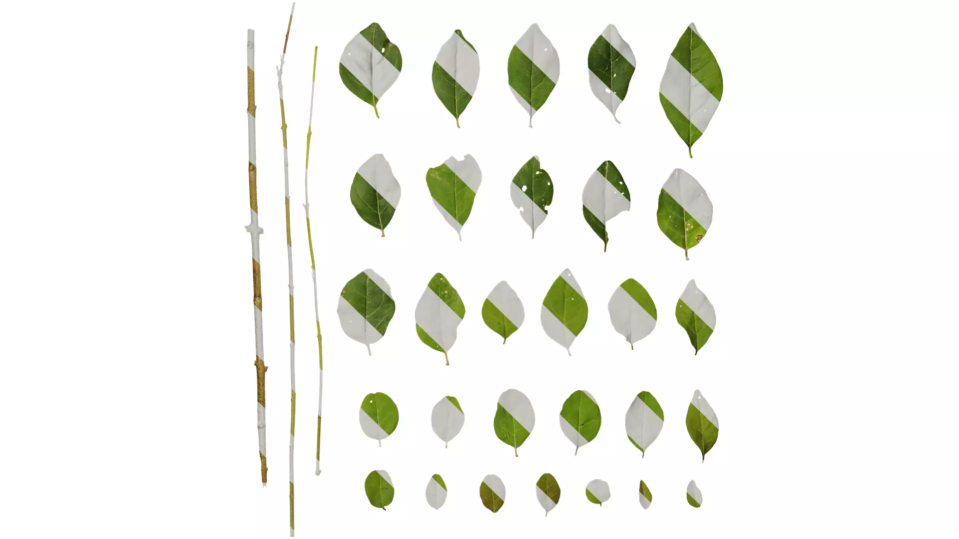 Anydrafts Ligustrum quihoui Leaf 02 Texture