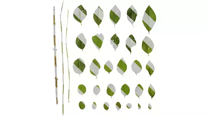 Anydrafts Ligustrum quihoui Leaf 02