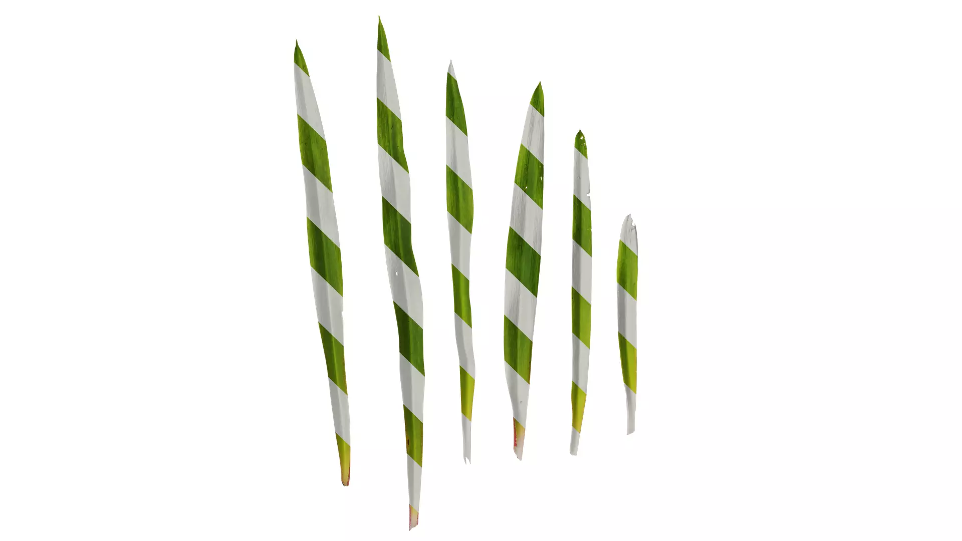 Anydrafts Polianthes tuberosa Leaf 01 Texture
