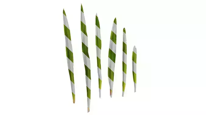 Anydrafts Polianthes tuberosa Leaf 01