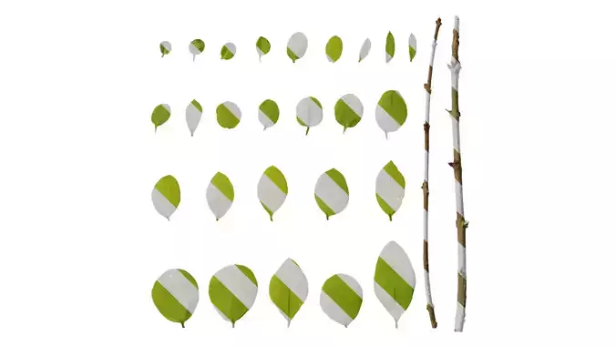 Anydrafts Ligustrum quihoui Leaf 06