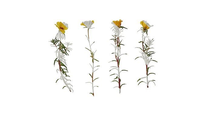 Anydrafts Portulaca grandiflora Atlas 06 Texture