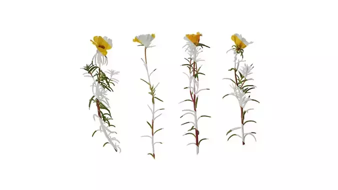 Anydrafts Portulaca grandiflora Atlas 06