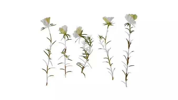 Anydrafts Portulaca grandiflora Atlas 07