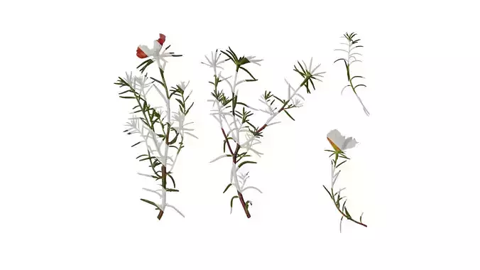 Anydrafts Portulaca grandiflora Atlas 08