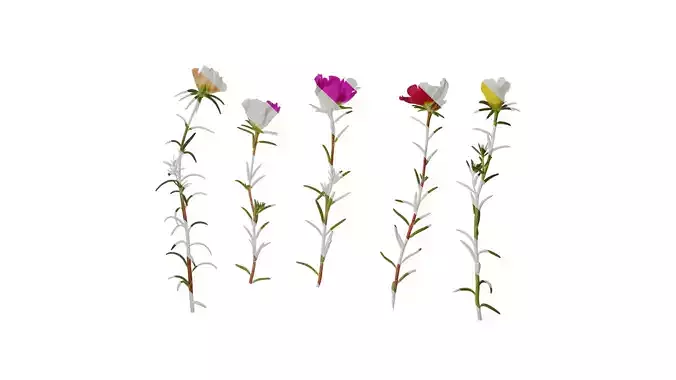 Anydrafts Portulaca grandiflora Atlas 10