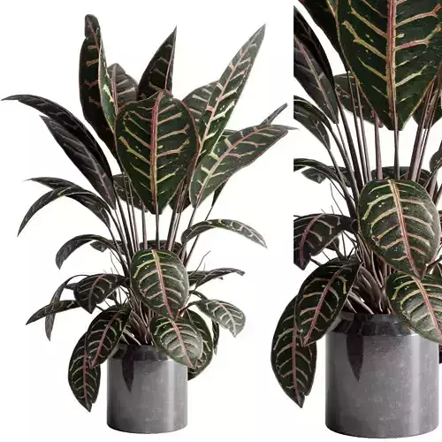 croton plant in a ceramic vase - indoor plant set 517 3D model