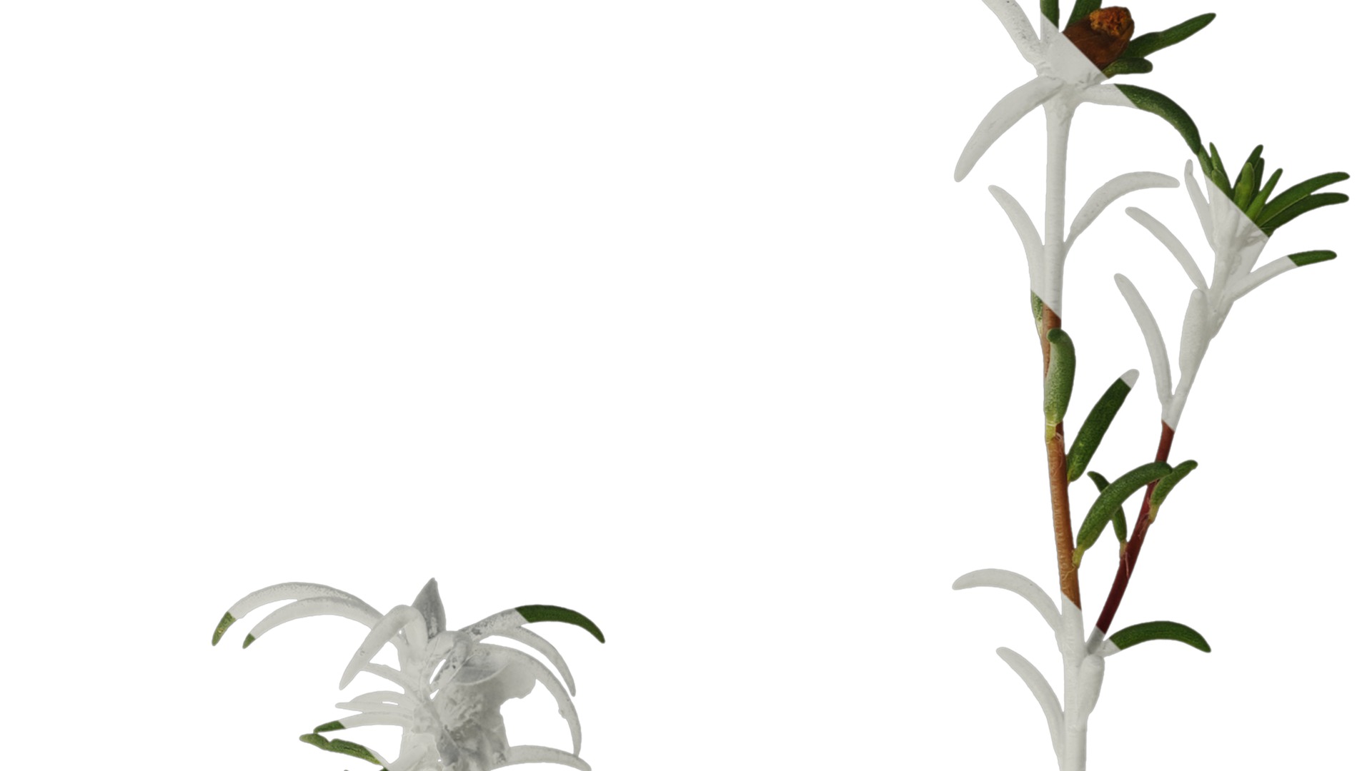 Anydrafts Portulaca grandiflora Atlas 13 Texture_2