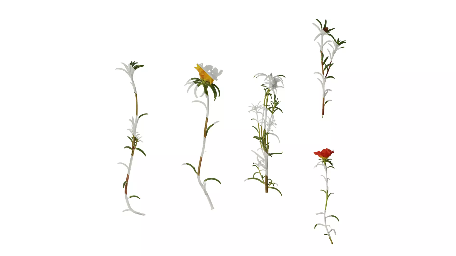 Anydrafts Portulaca grandiflora Atlas 13 Texture_0