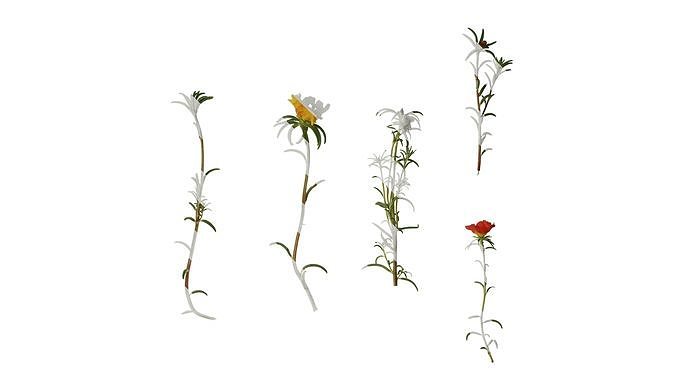 Anydrafts Portulaca grandiflora Atlas 13 Texture
