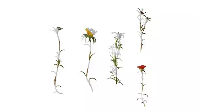 Anydrafts Portulaca grandiflora Atlas 13