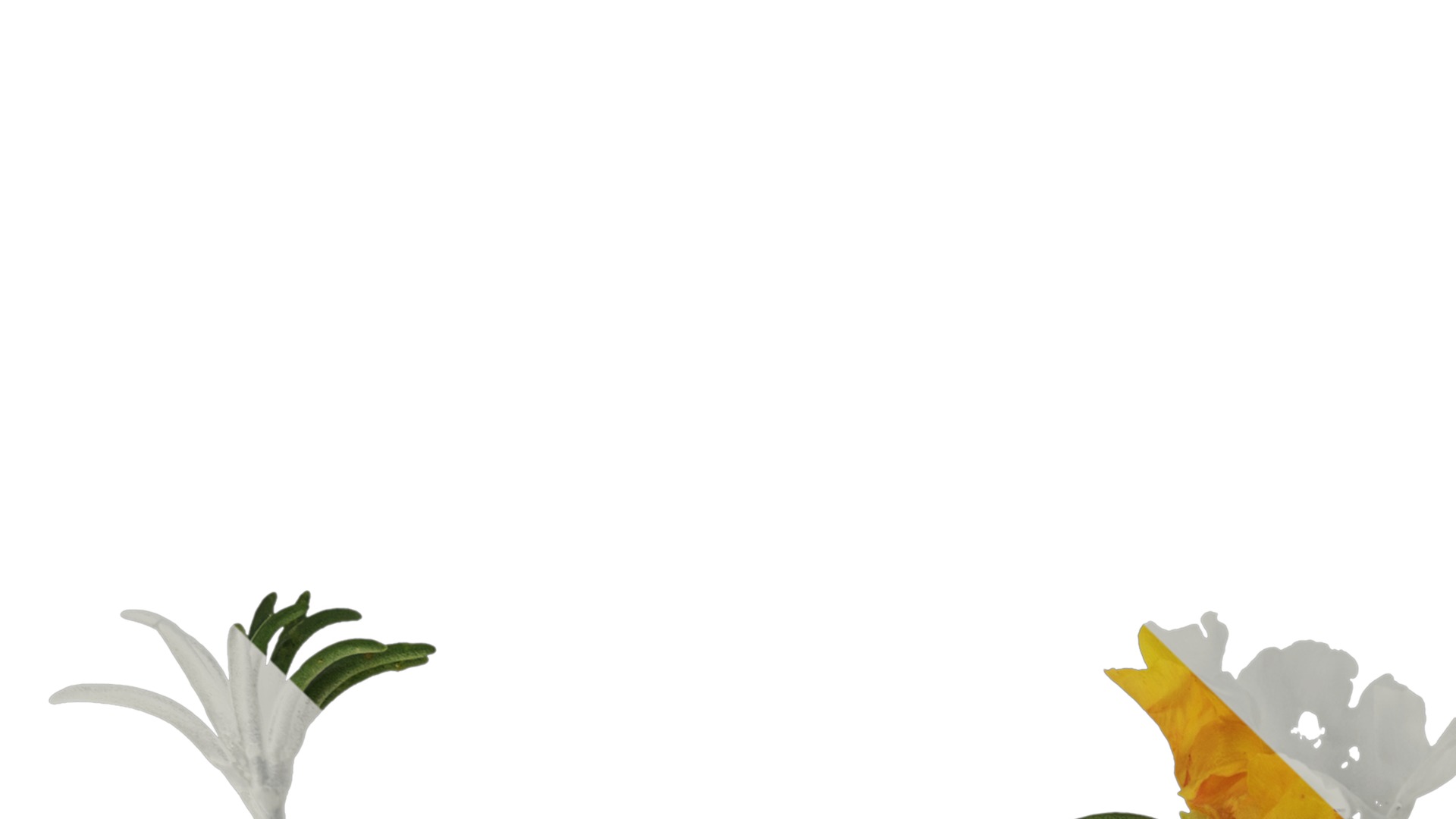 Anydrafts Portulaca grandiflora Atlas 13 Texture_1