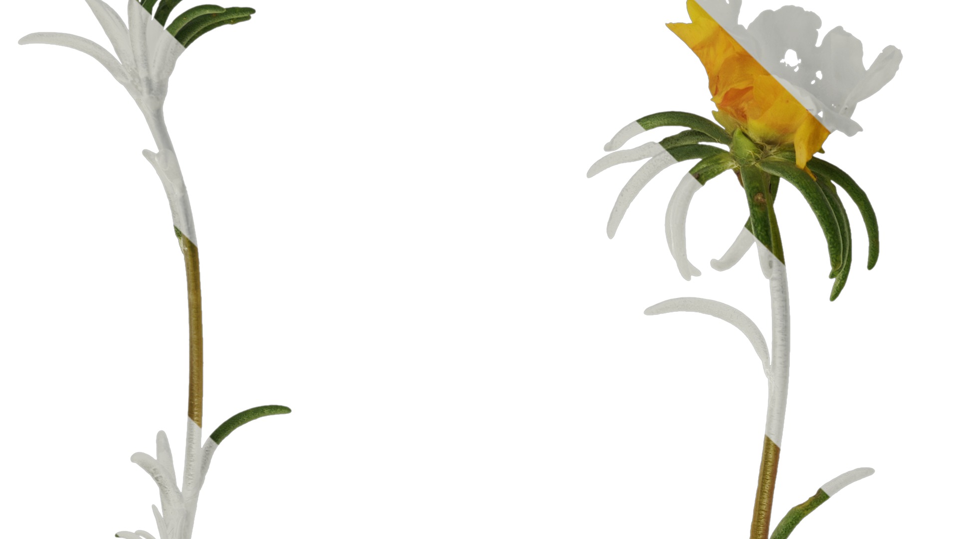 Anydrafts Portulaca grandiflora Atlas 13 Texture_3