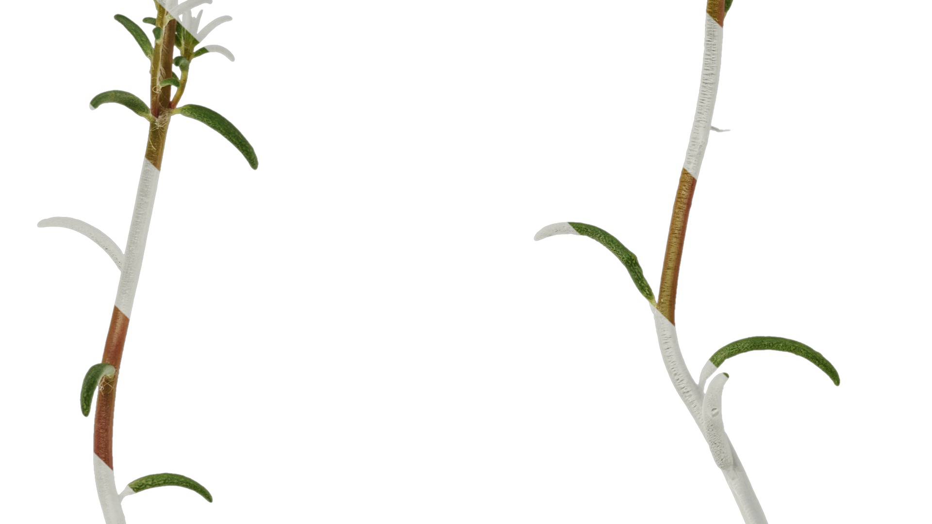 Anydrafts Portulaca grandiflora Atlas 13 Texture_5