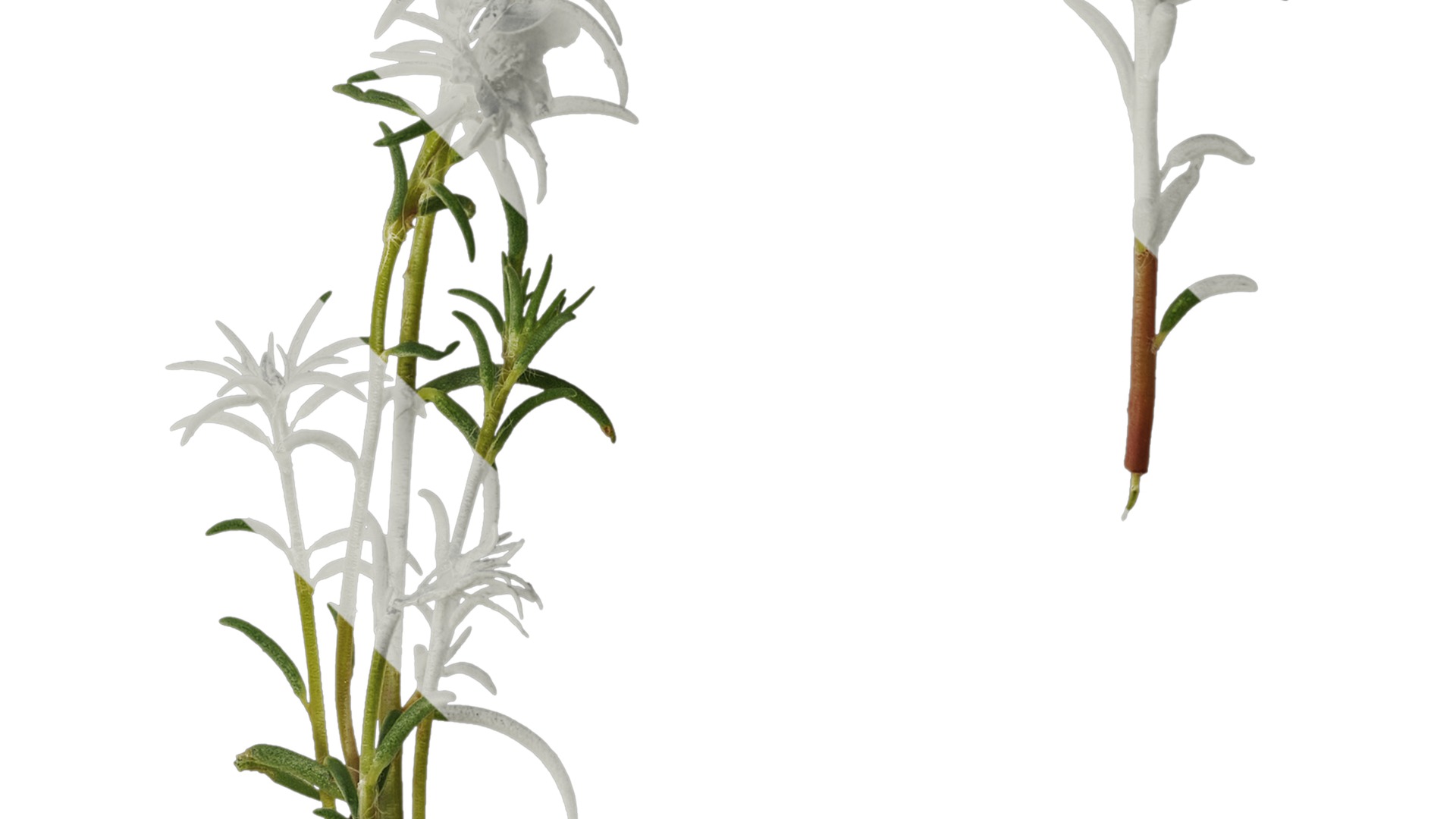 Anydrafts Portulaca grandiflora Atlas 13 Texture_4