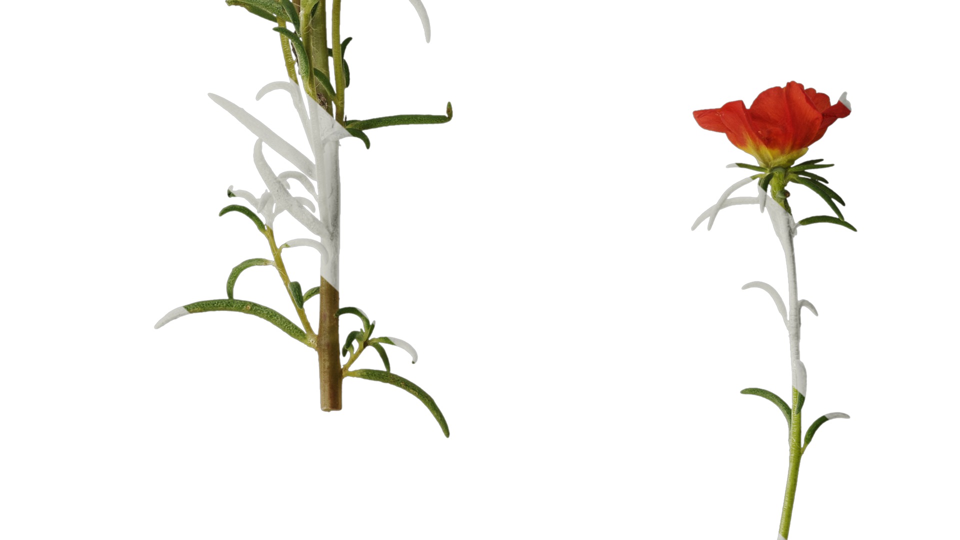 Anydrafts Portulaca grandiflora Atlas 13 Texture_6