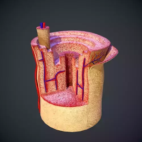 Human Bone Section Anatomy