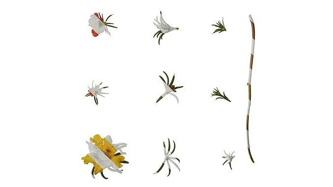 Anydrafts Portulaca grandiflora Atlas 15 Texture