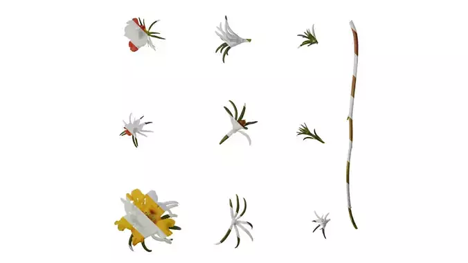 Anydrafts Portulaca grandiflora Atlas 15