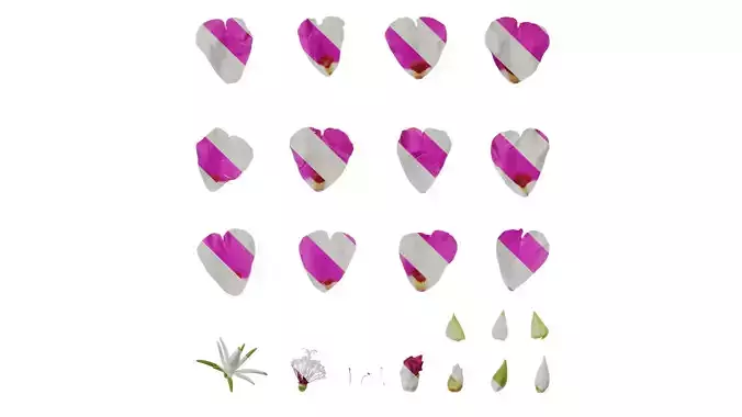 Anydrafts Portulaca grandiflora Flower 07