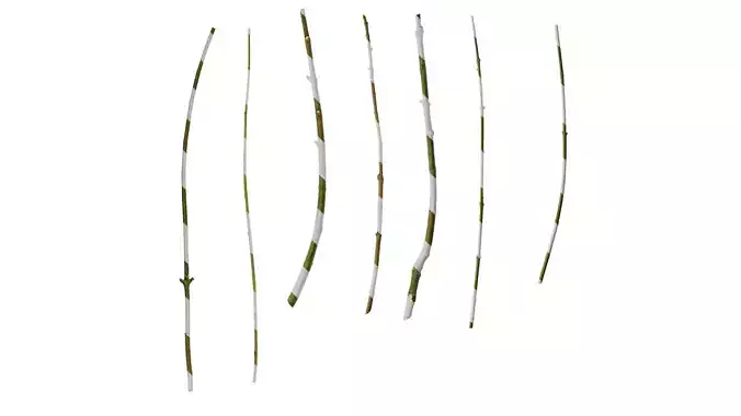 Anydrafts Ligustrum quihoui Stem 01