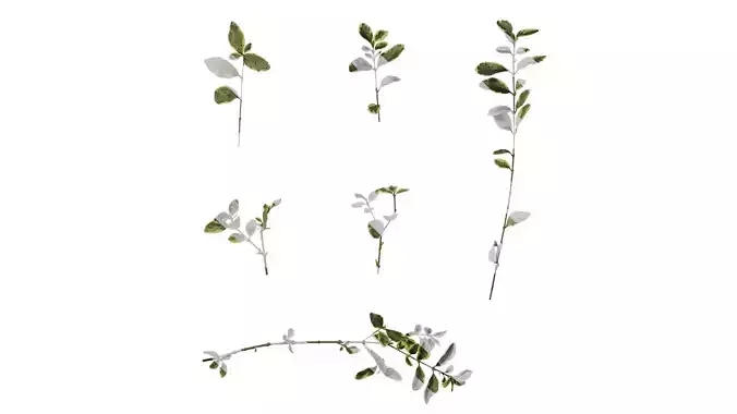 Anydrafts Ligustrum sinense variegatum Atlas 02