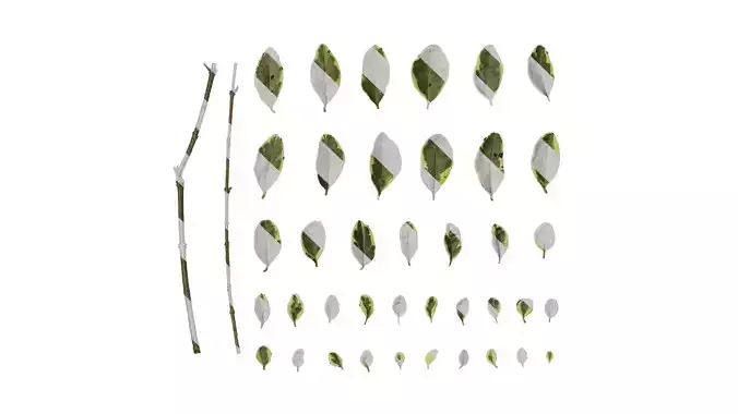 Anydrafts Ligustrum sinense variegatum Leaf 01