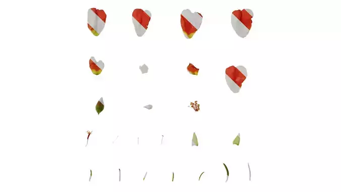 Anydrafts Portulaca grandiflora Flower 09