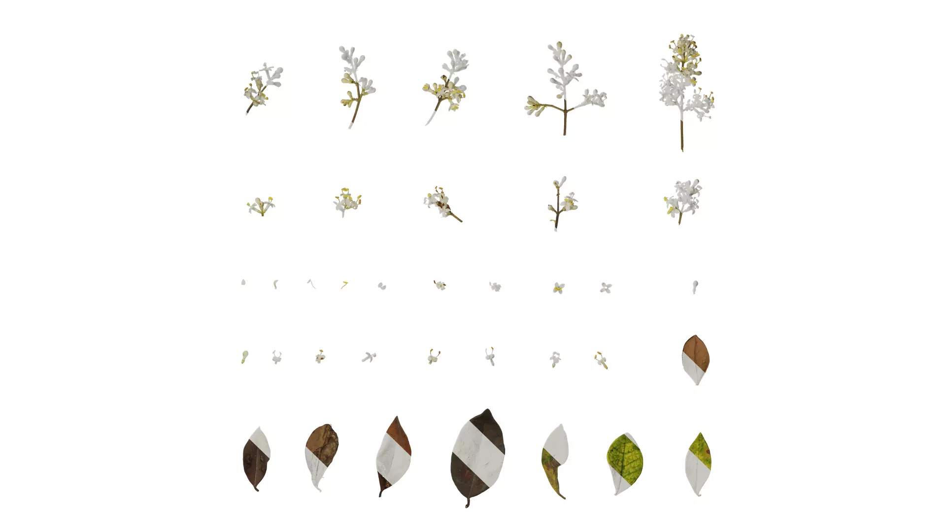 Anydrafts Ligustrum x vicaryi Atlas 02 Texture_0