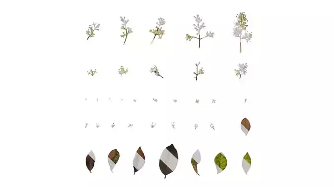 Anydrafts Ligustrum x vicaryi Atlas 02