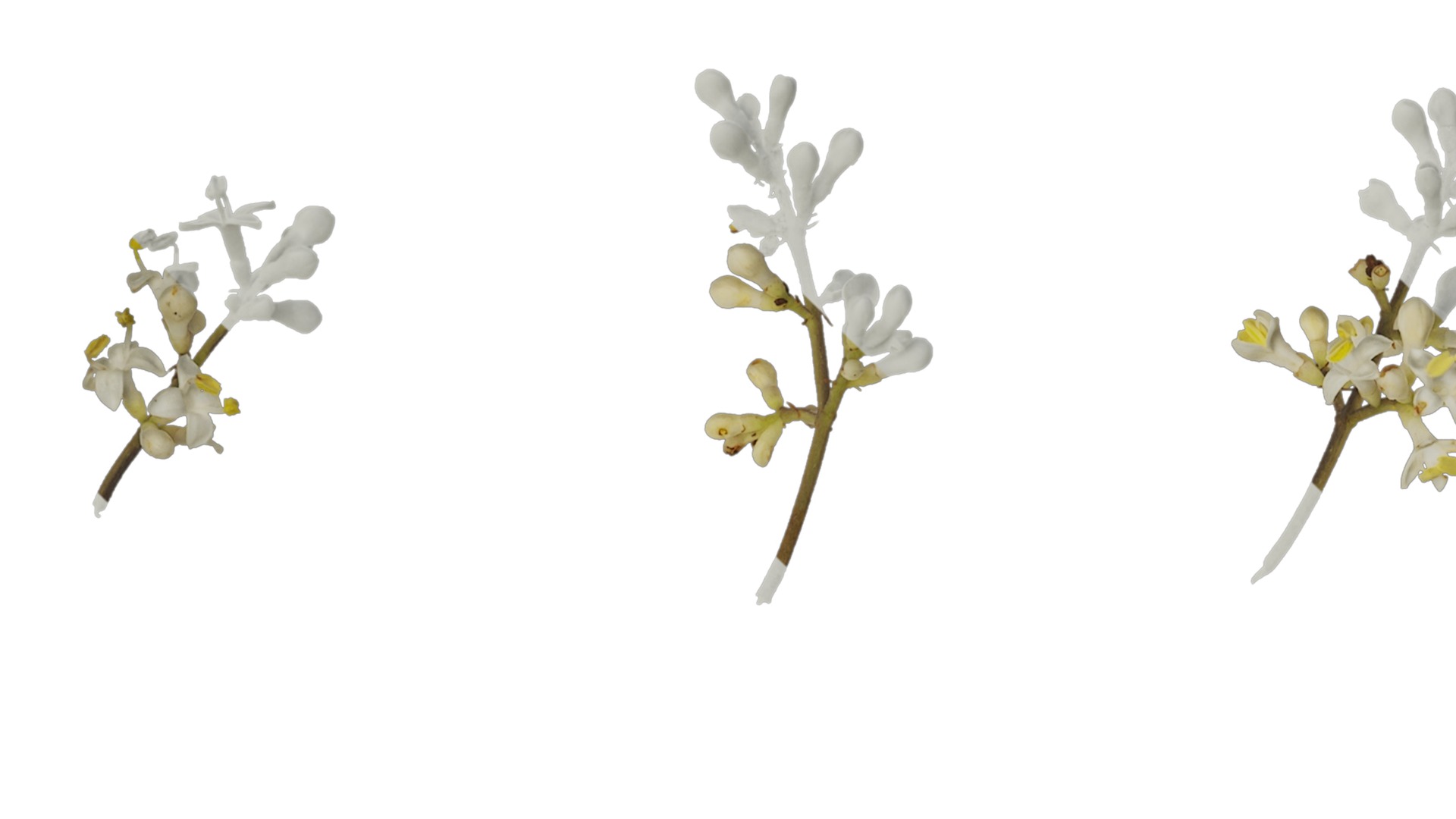 Anydrafts Ligustrum x vicaryi Atlas 02 Texture_1