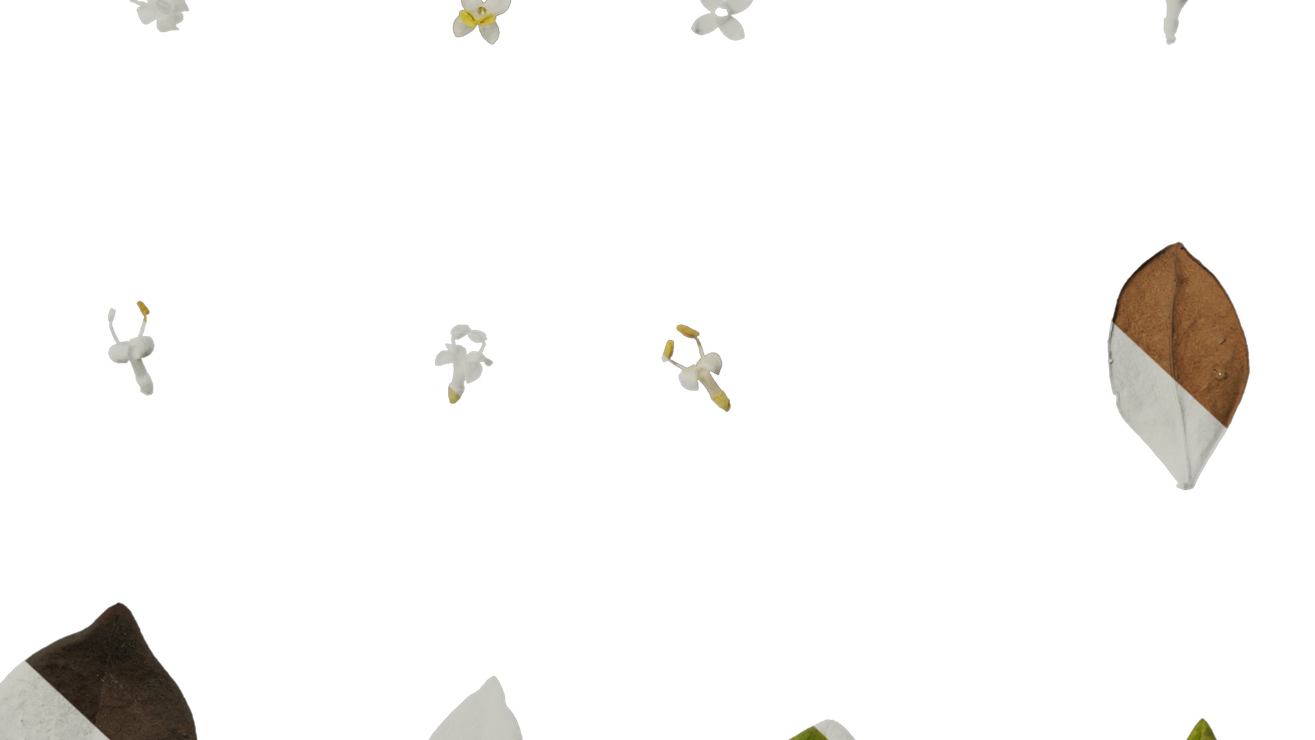 Anydrafts Ligustrum x vicaryi Atlas 02 Texture_6