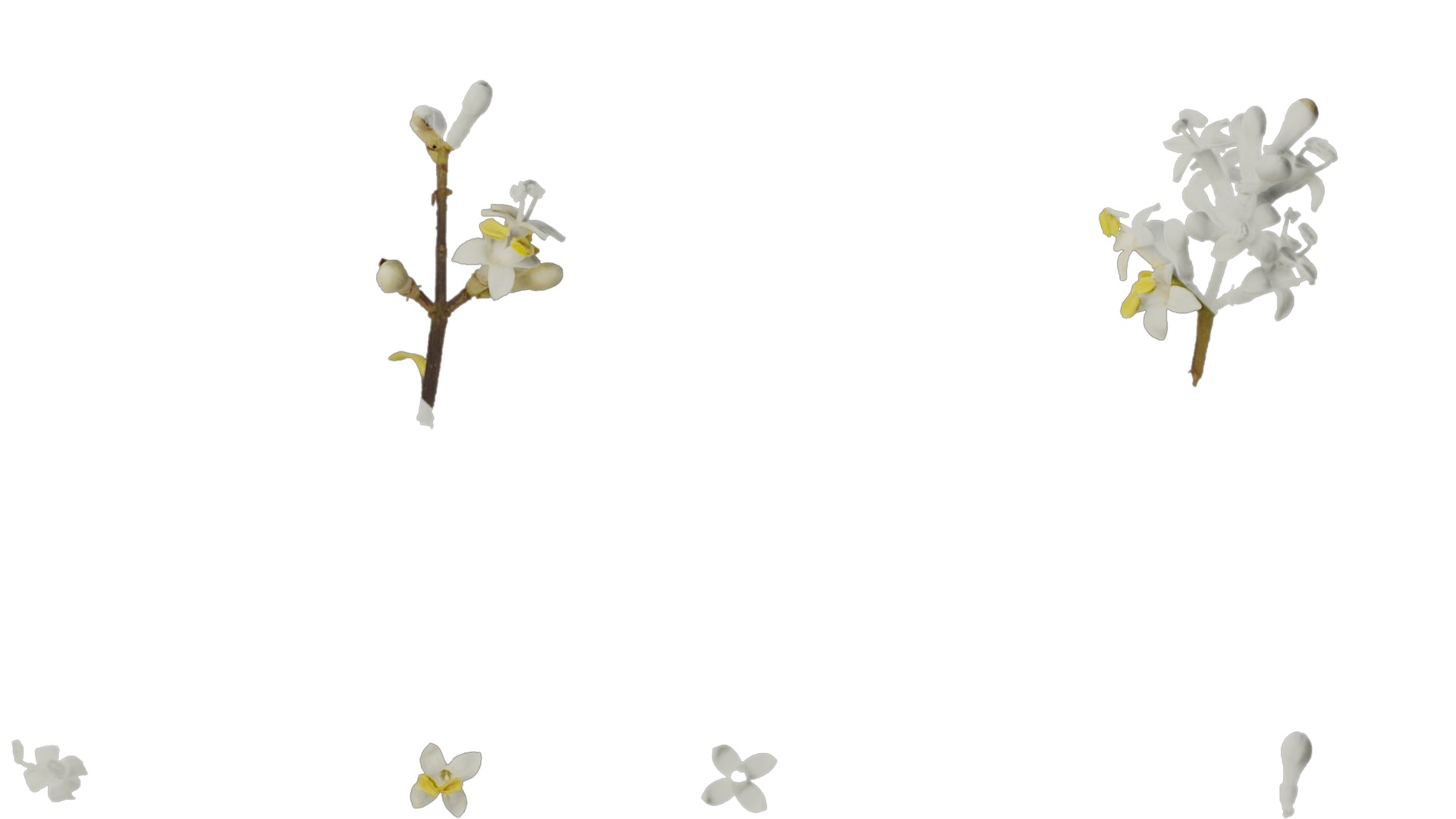 Anydrafts Ligustrum x vicaryi Atlas 02 Texture_4