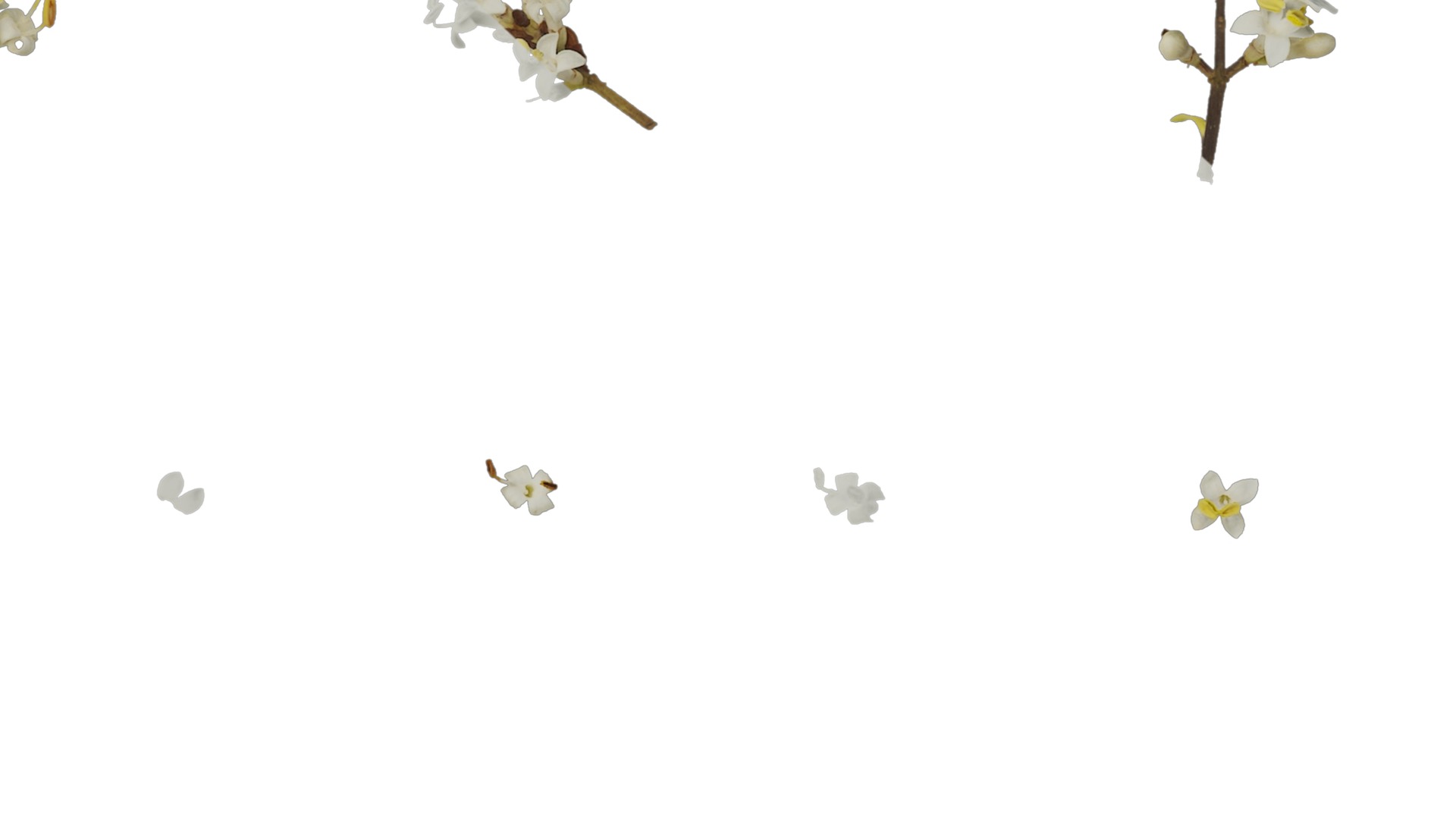 Anydrafts Ligustrum x vicaryi Atlas 02 Texture_7