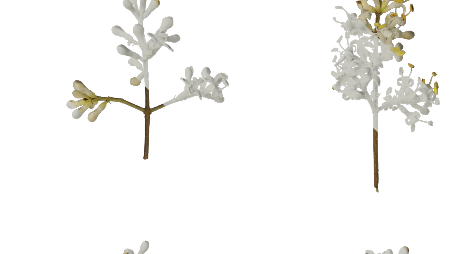 Anydrafts Ligustrum x vicaryi Atlas 02 Texture_2