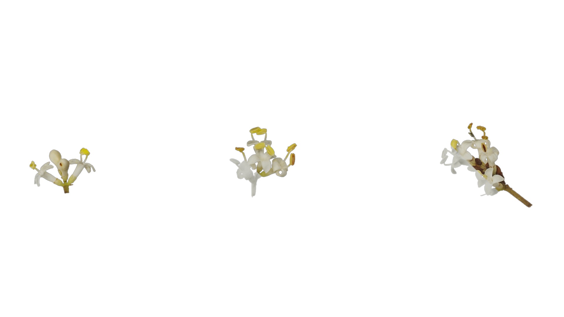 Anydrafts Ligustrum x vicaryi Atlas 02 Texture_3